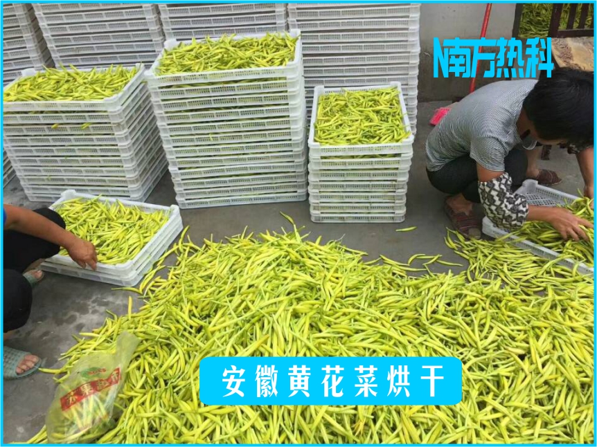 南方熱科黃花菜烘干案例分享